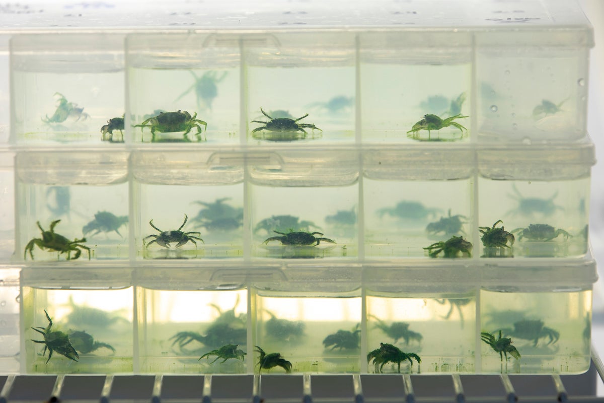 Image of dozens of mud crabs in containers at the Potomac Science Center
