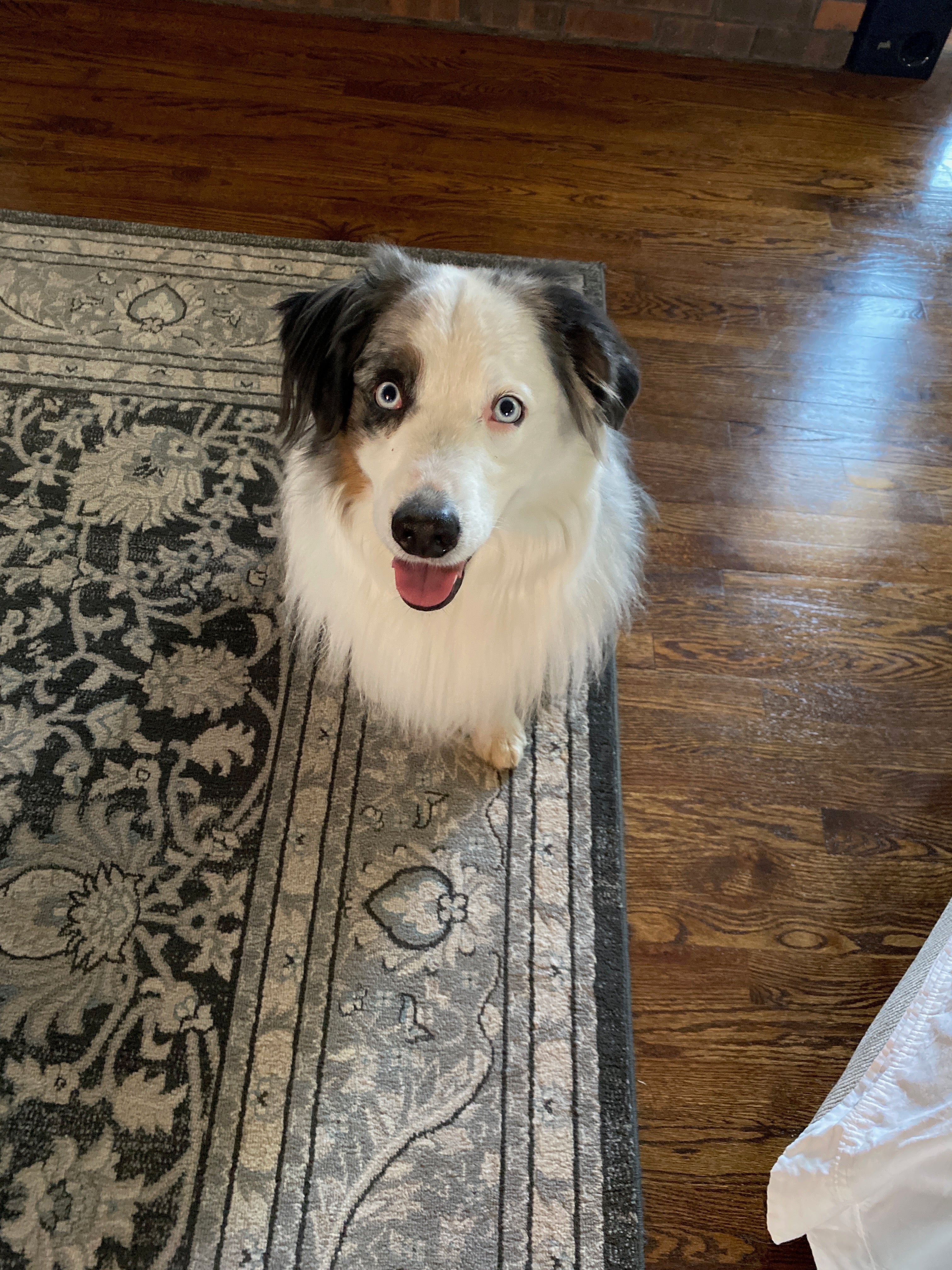 This is Griffin. He is very cute.