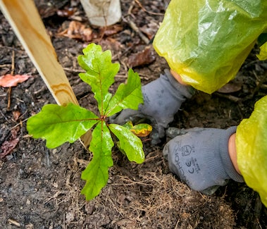 tree being planted by gloved hands