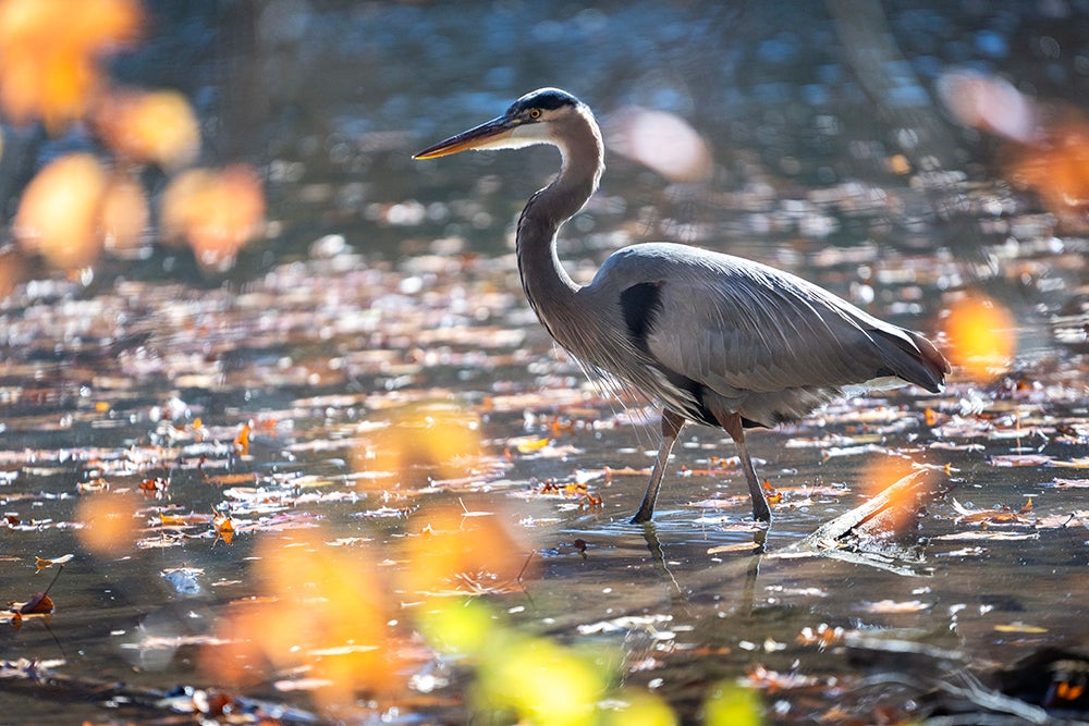 A Blue Heron stands in Burke Lake