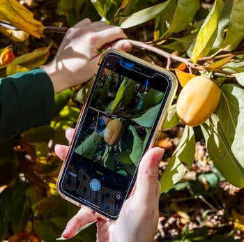 paw paw for bioblitz