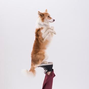 Mutts Gone Nuts performs at the Center on April 6. (Photo Credit: Eric Forberger)