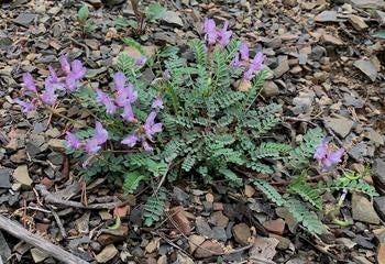 ozark milkvetch plant