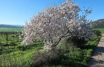 A blossoming almond tree