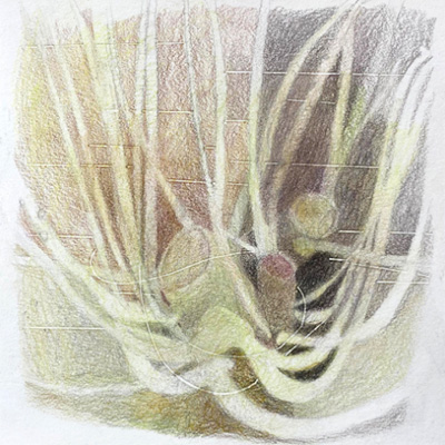 'Regrowth,' 2021, colored pencil drawing, 8 x 8 in.