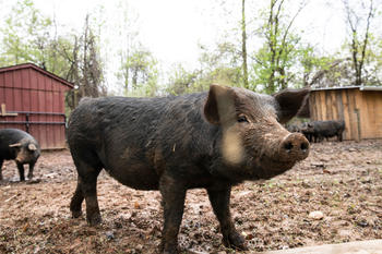 Whitehall Farms, LLC in Clifton, VA